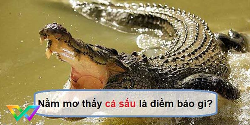mo-thay-ca-sau-la-diem-bao-gi-1